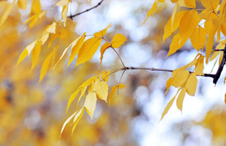 今日秋分 | 金氣秋分，風清露冷秋期半